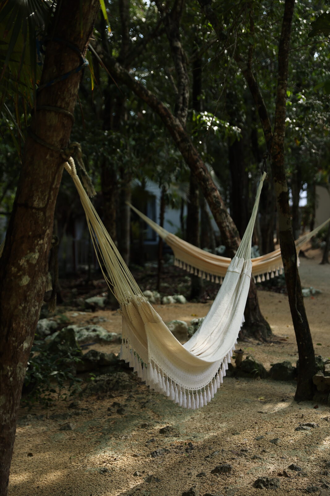 A hammock strung between the trees